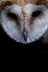 Bird - Owl