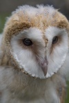 Bird - Owl