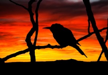 Bird Silhouette At Sunset