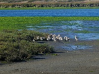 Birds At Wetlands