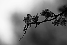 Black And White Thorn Tree Branch