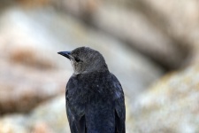 Black Bird With Grey Head