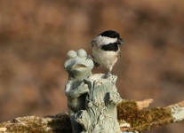 Black-capped Chickadee And Frog
