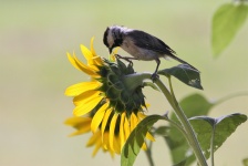 Black-capped Chickadee On Sunflower