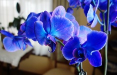 Black Sapphire Orchid 2