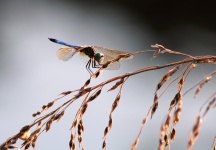 Blue Dragonfly On Wild Wheat Grass