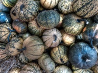 Blue Gourds