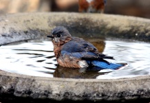 Bluebird In Bird Bath