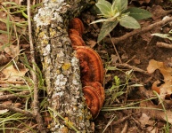 Brown Turkey Tail Fungi On Log