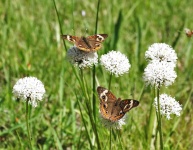 Buckeye Butterflies On Wildflowers