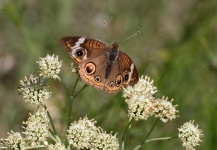 Buckeye Butterfly On White Wildflow
