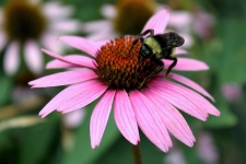 Bumble Bee On Pink Coneflower
