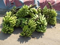 Bunches Of Banana Fruits
