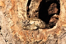 Camouflaged Tree Frog