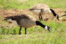 Canada Geese Eating Grass