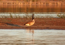 Canada Goose At Sunset