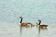 Canada Goose Family Out For A Swim