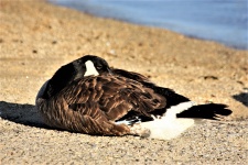 Canada Goose Resting