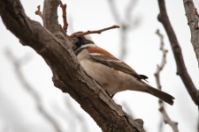 Cape Sparrow In A Tree