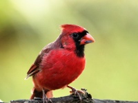 Cardinal With Sunflower Seed
