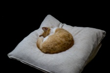 Cat On The Pillow