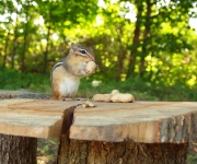 Chipmunk Holding A Peanut