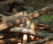 Chipmunk Sitting On Firewood