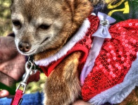 Christmas Chihuahua Dog