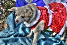 Christmas Chihuahua Dog