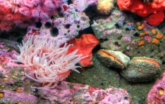 Clams, Sea Anenome And Coral