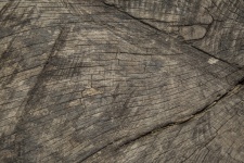 Close-up Old Wooden Cut Texture