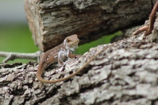 Closeup Of Lizard Shedding