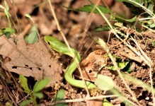 Common Green Grass Snake