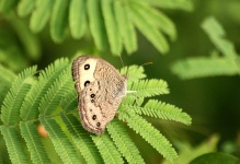 Common Wood Nymph On Mimosa
