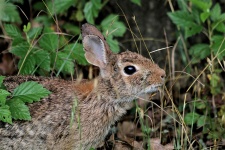 Cottontail Bunny Breakfast