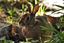 Cottontail Rabbit Close-up 2