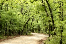 Country Trail In Spring