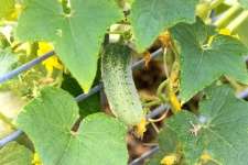 Cucumber Growing On Vine