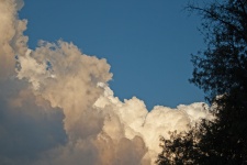 Cumulus Clouds And Tree