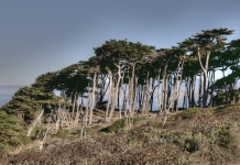 Cypress Tree Forest