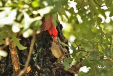 Dad Feeding Baby Cardinal