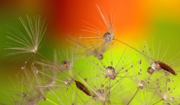 Dandelion Seeds & Water Droplets