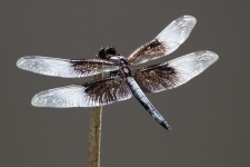 Dazzling Dragonfly