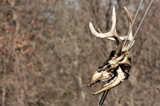 Deer Skull Border