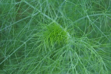 Delicate Green Grass Foliage