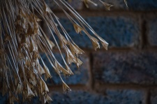 Dried Plant Material