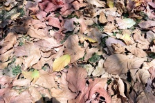 Dry Fallen Leaves