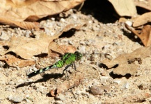 Eastern Pondhawk Dragonfly 2