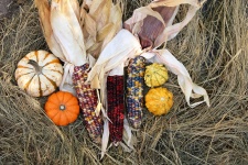 Fall Harvest 3