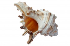 Fancy Sea Shell